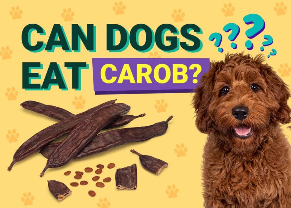 BarK-Healthy Treats: Why Carob is a Superfood for Furry Friends - Doglicious Bakery Bites