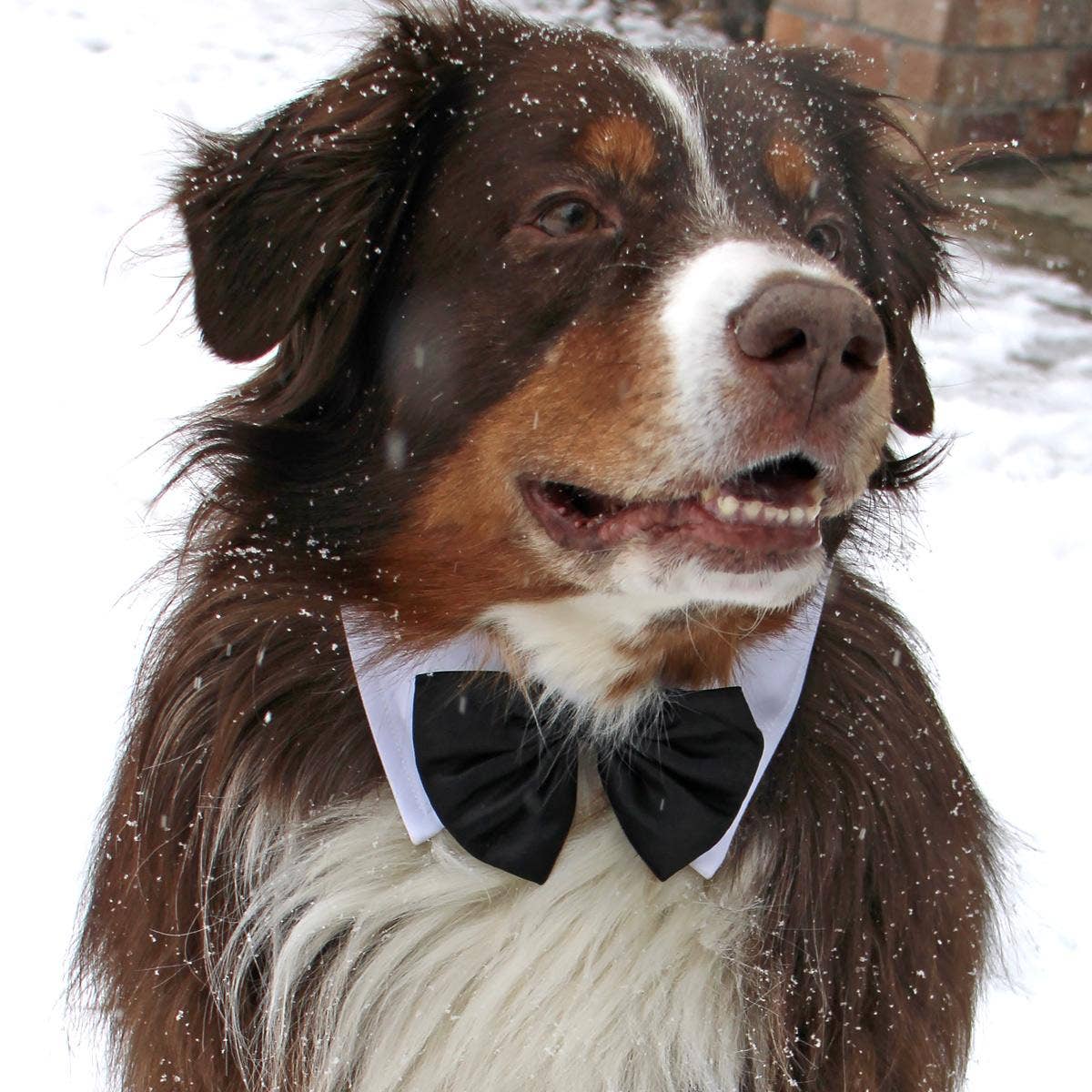 Doggie Design - White Collar with Black Satin Bow Tie - Doglicious Bakery Bites