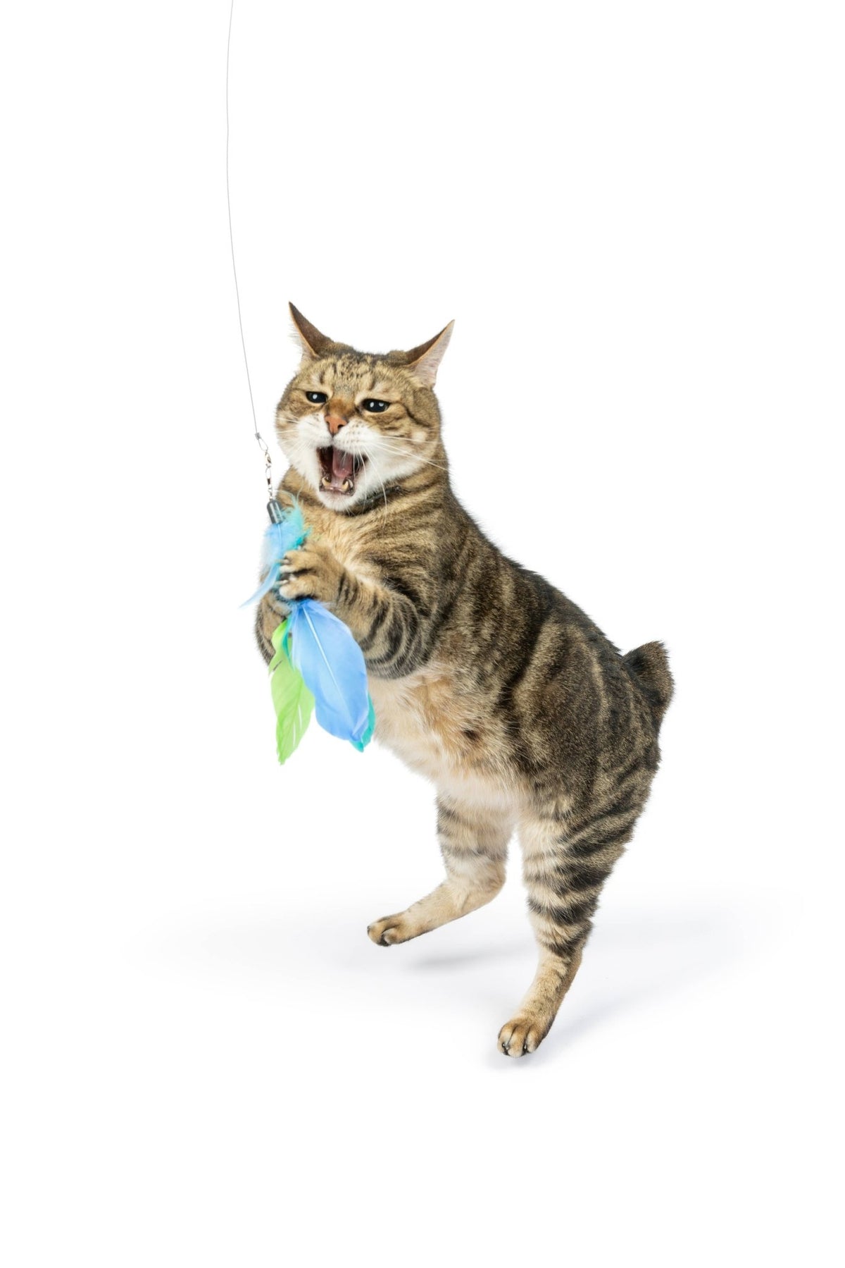 Huxley & Kent - Blue Birdy Feather Teasers 2pk Refill Cat Toy - Doglicious Bakery Bites