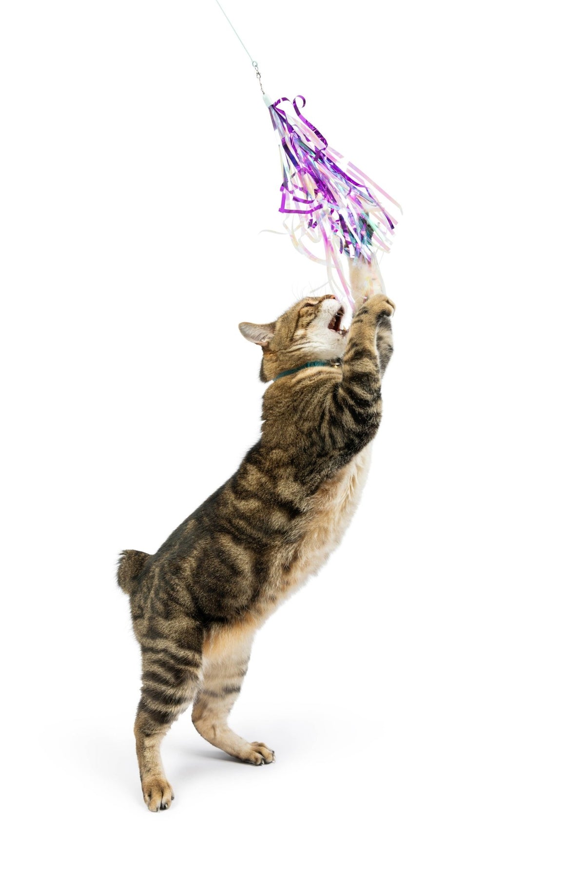 Huxley & Kent - Dragonfly Streamers 2pk Refill Cat Toy - Doglicious Bakery Bites