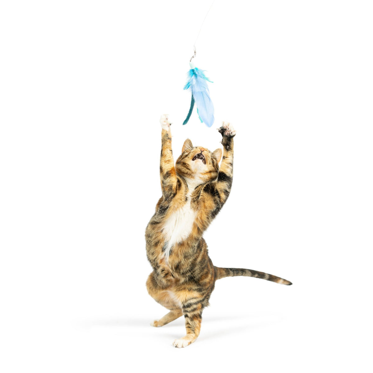 Huxley & Kent - Teaser Kitty Loco Cat Wand - Doglicious Bakery Bites