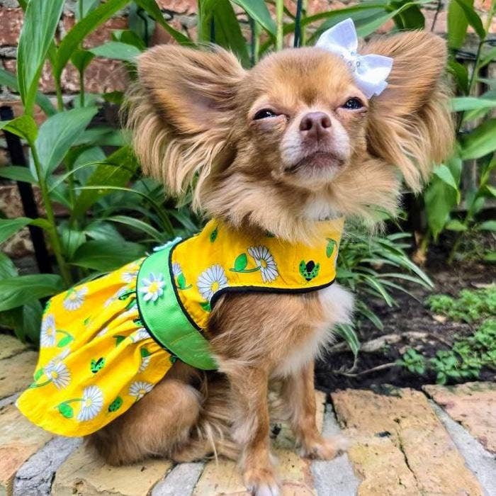 Ladybugs and Daisies Dog Dress w/ Matching Leash - Doglicious Bakery Bites