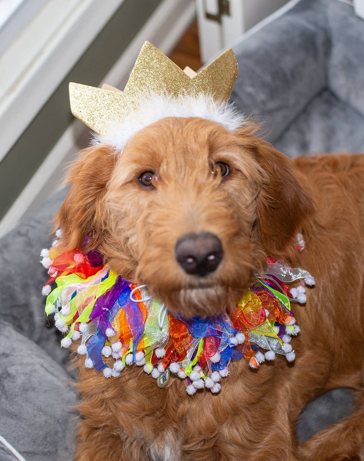 Multipet Party Crown Gold Small - Doglicious Bakery Bites