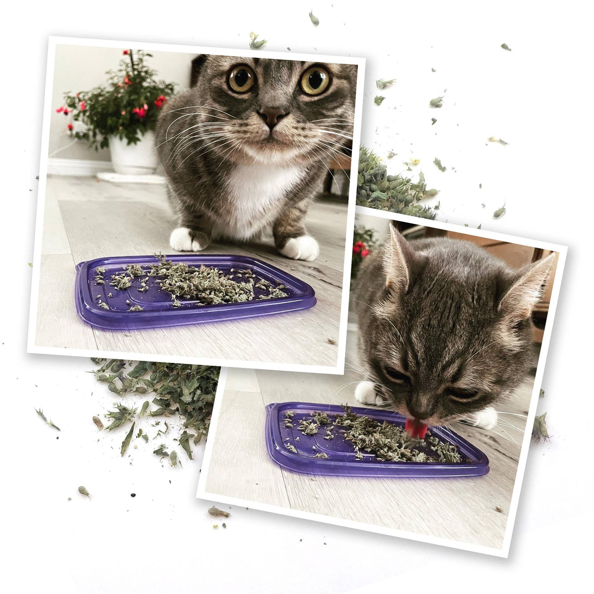 Pet Palette Distribution - Meowijuana Meowi-Waui - Primo Kitty Weed - Doglicious Bakery Bites