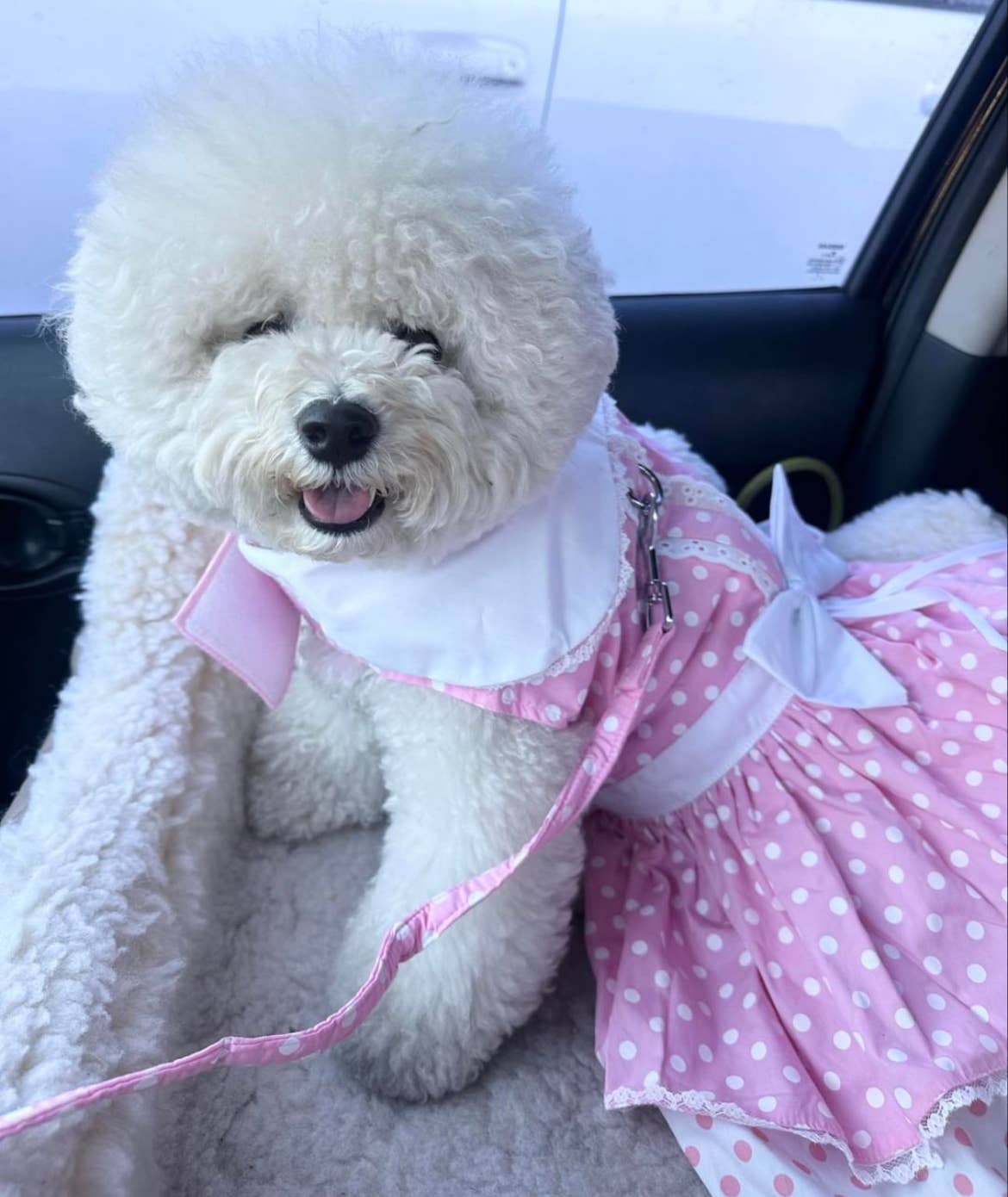 Polka Dot and Lace Dog Dress Set w/ Matching Leash - Pink - Doglicious Bakery Bites