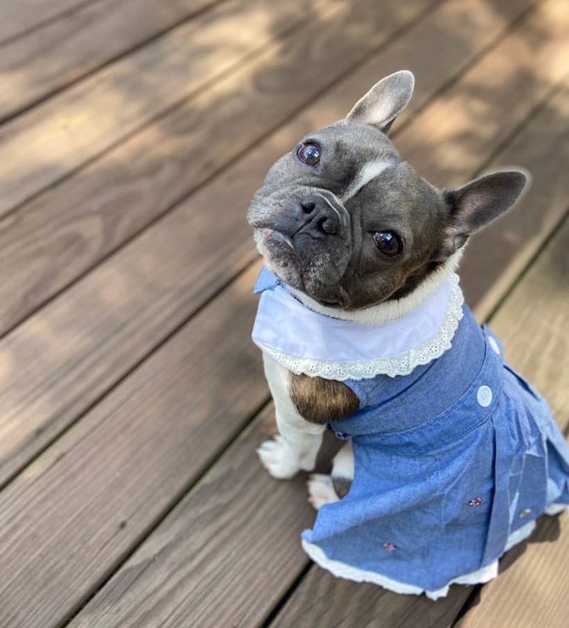Prairie Dress – Adorable Dog Dress for Everyday Wear - Doglicious Bakery Bites