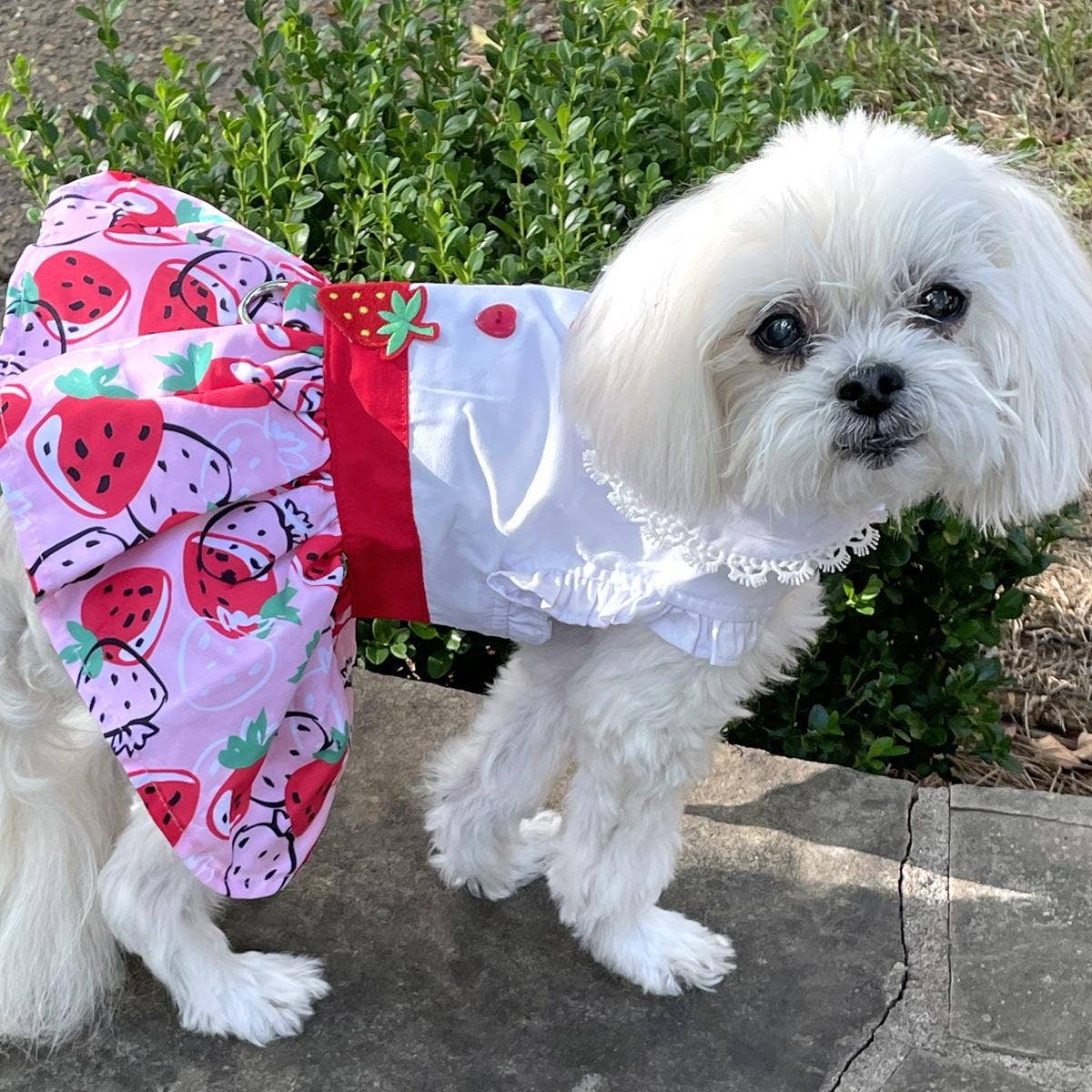 Strawberry Picnic Dog Dress w/ Matching Leash - Doglicious Bakery Bites