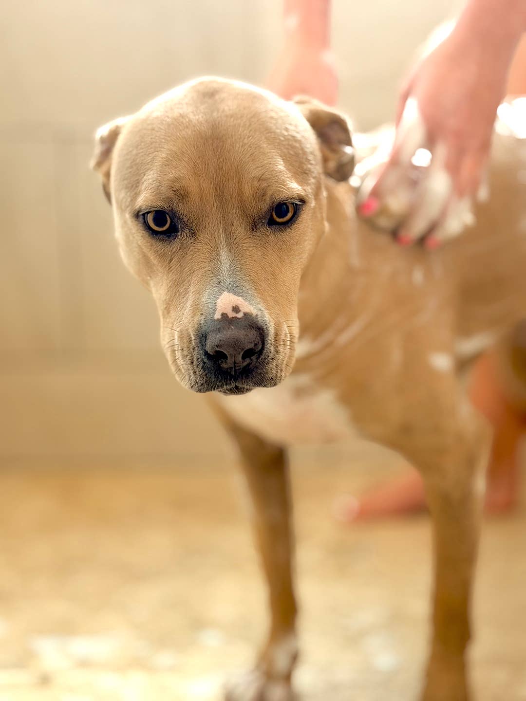 SUGAR DOG - Hydrating Skin Relief Bar - Doglicious Bakery Bites