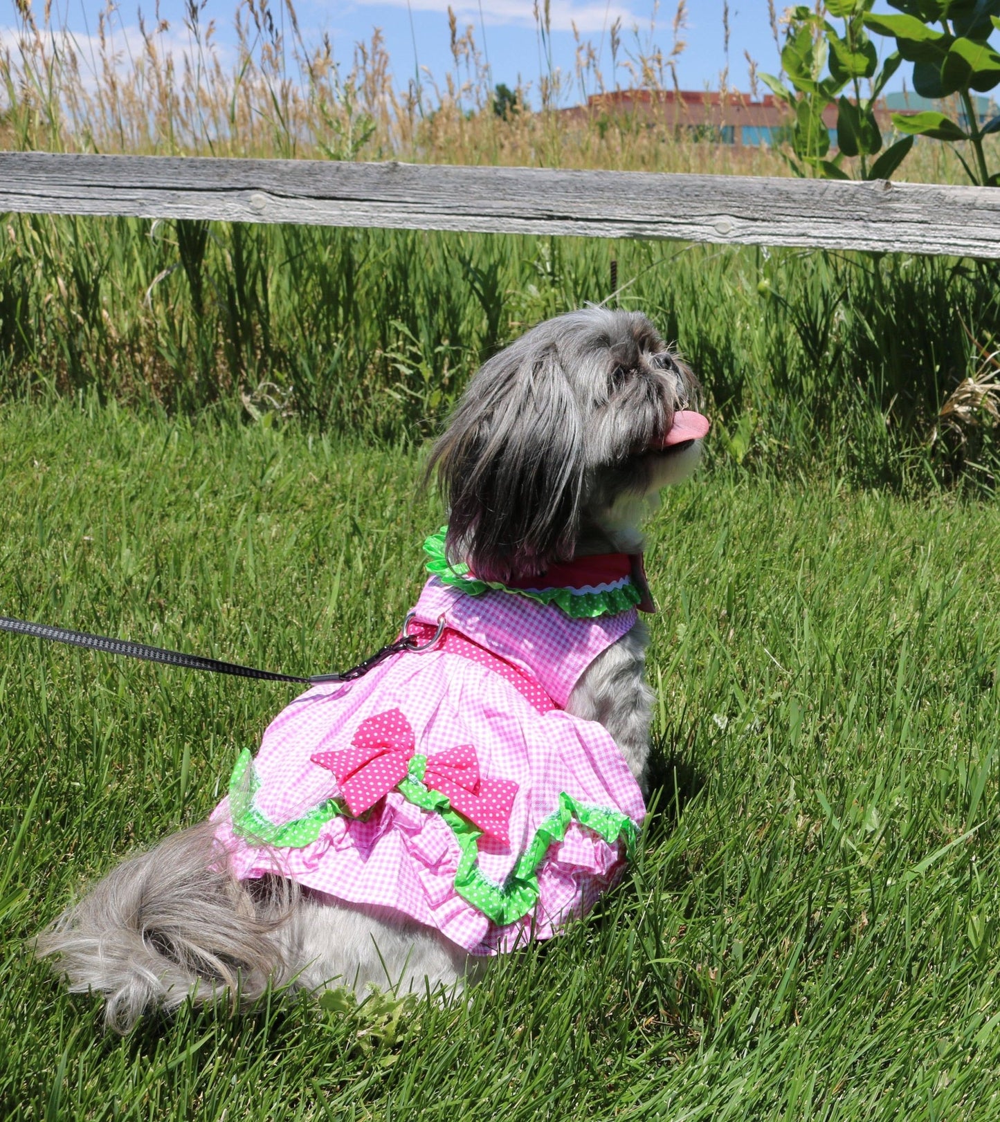 Watermelon Dog Harness Dress w/ Matching Leash - Doglicious Bakery Bites