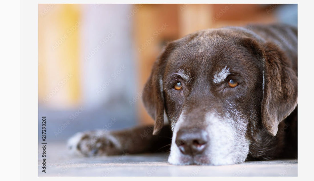 Tips on How to Care for Your Senior Dog - Doglicious Bakery Bites