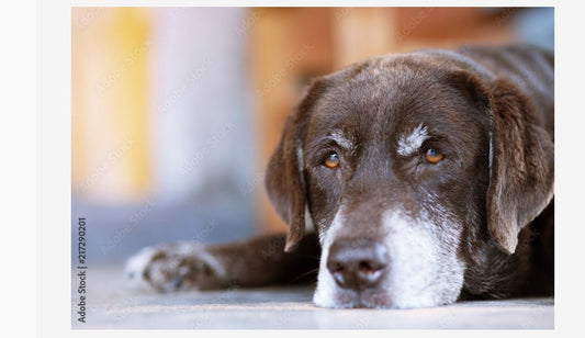 Tips on How to Care for Your Senior Dog - Doglicious Bakery Bites