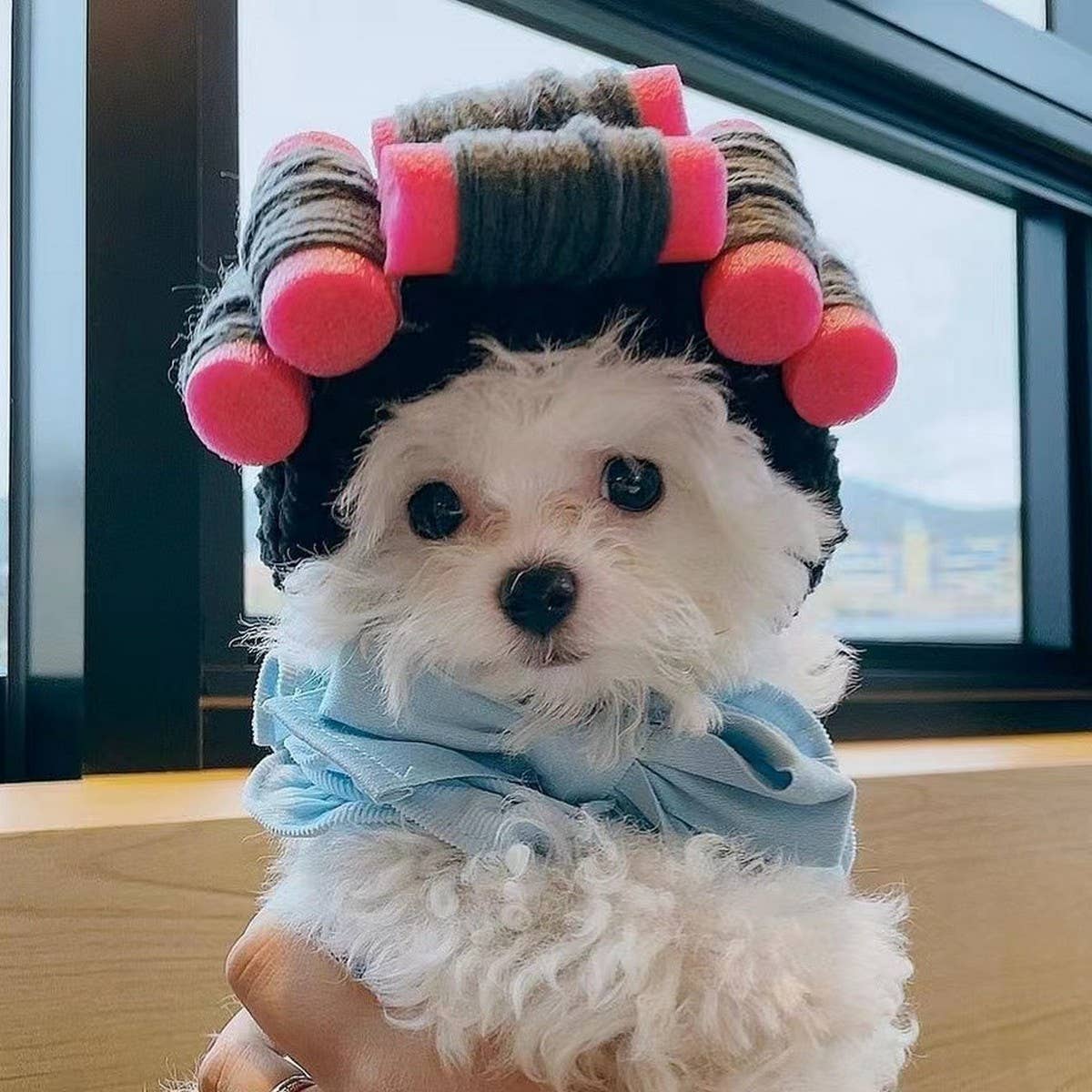 Curly Hair Wig for Dogs & Cats – Pet Costume Hat