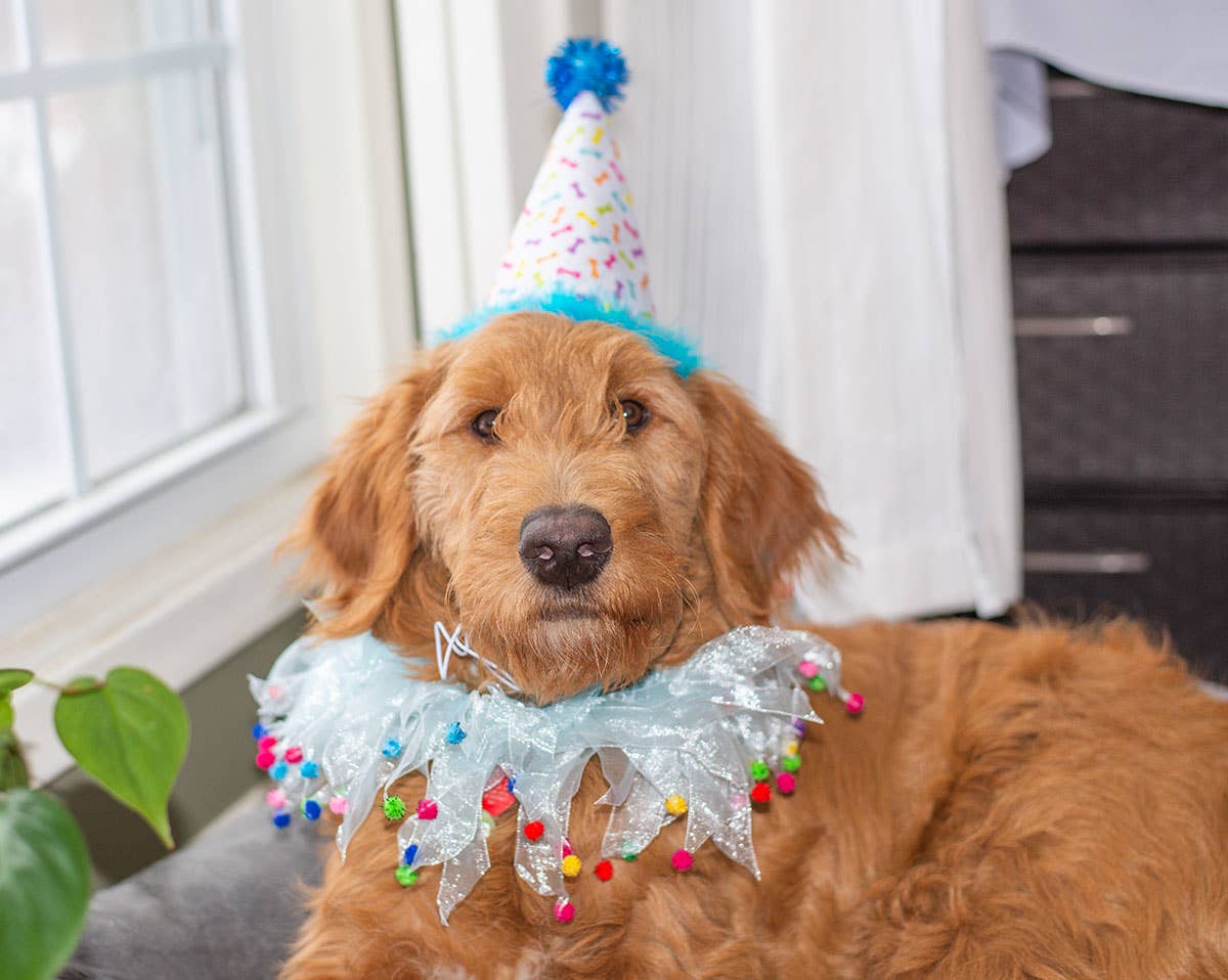 Pet Palette Distribution - Multipet Party Pom Pom Collar Blue Small