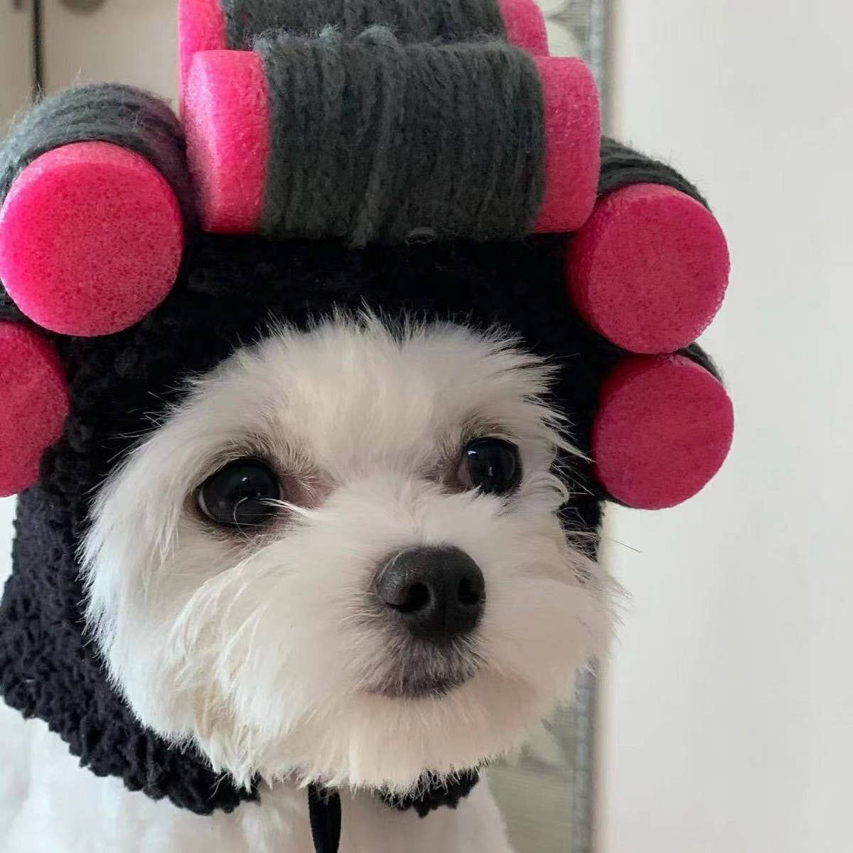 Curly Hair Wig for Dogs & Cats – Pet Costume Hat