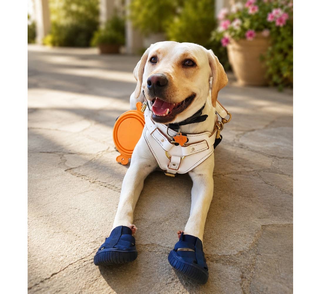 AllDogBoots - Gladiator Dog Sandals - Doglicious Bakery Bites