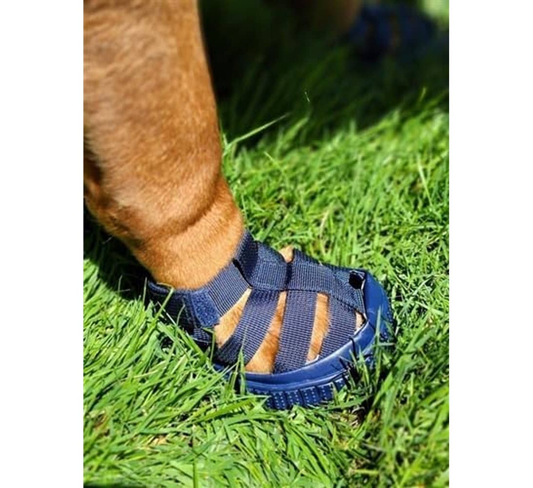 AllDogBoots - Gladiator Dog Sandals - Doglicious Bakery Bites