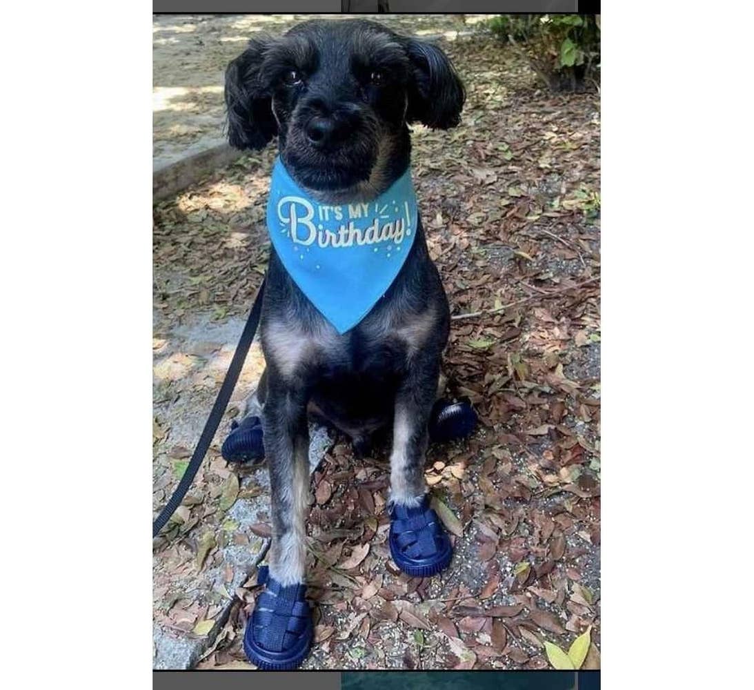 AllDogBoots - Gladiator Dog Sandals - Doglicious Bakery Bites
