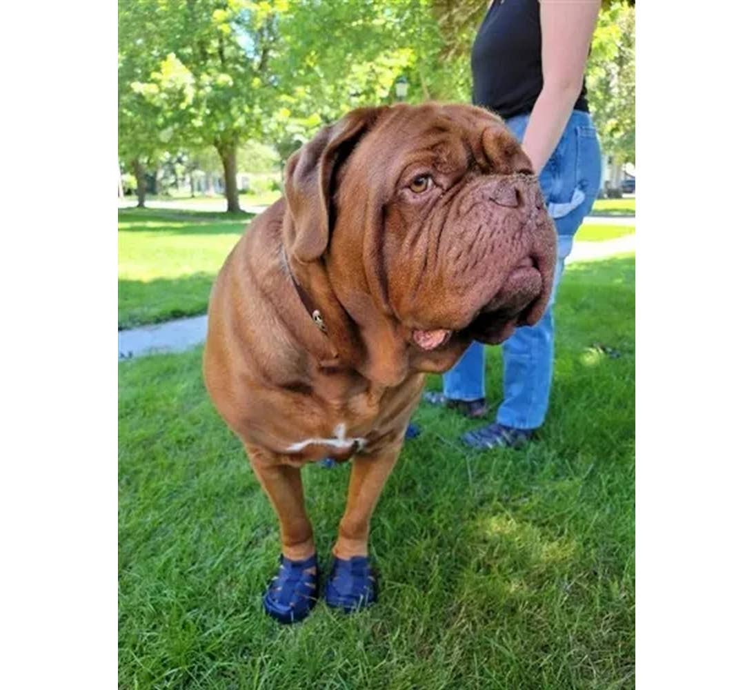 AllDogBoots - Gladiator Dog Sandals - Doglicious Bakery Bites