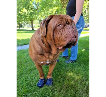 AllDogBoots - Gladiator Dog Sandals - Doglicious Bakery Bites