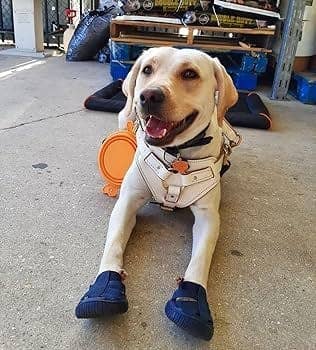 AllDogBoots - Gladiator Dog Sandals - Doglicious Bakery Bites