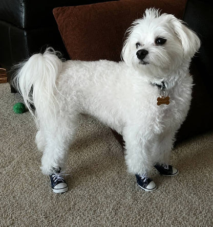 AllDogBoots - Zoomies Dog Sneakers - Doglicious Bakery Bites