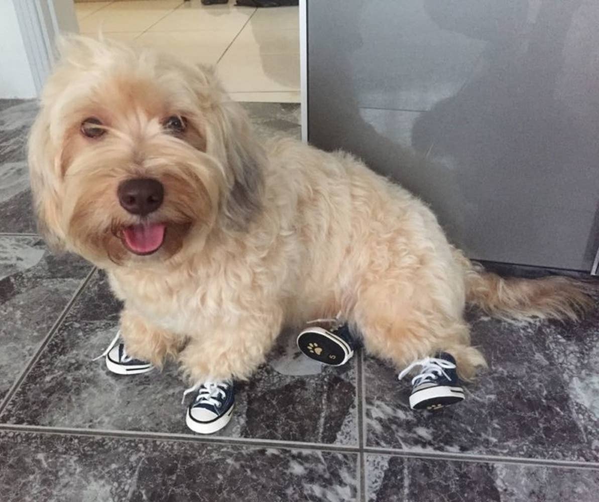 AllDogBoots - Zoomies Dog Sneakers - Doglicious Bakery Bites