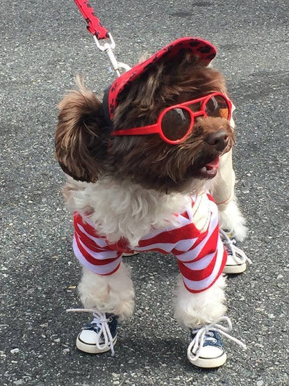 AllDogBoots - Zoomies Dog Sneakers - Doglicious Bakery Bites