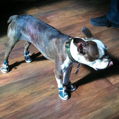 AllDogBoots - Zoomies Dog Sneakers - Doglicious Bakery Bites
