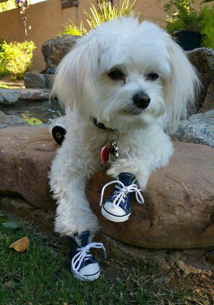 AllDogBoots - Zoomies Dog Sneakers - Doglicious Bakery Bites