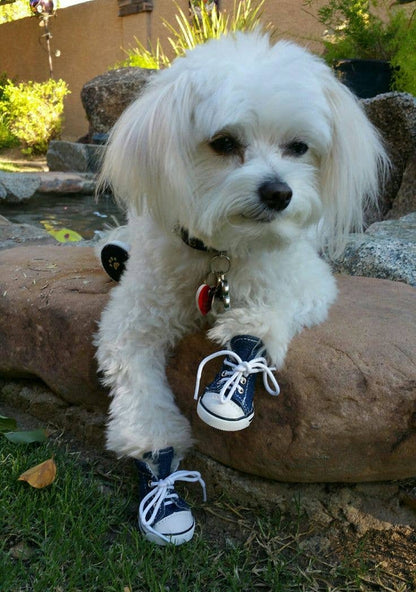 AllDogBoots - Zoomies Dog Sneakers - Doglicious Bakery Bites