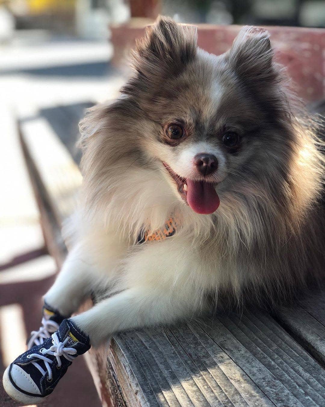 AllDogBoots - Zoomies Dog Sneakers - Doglicious Bakery Bites
