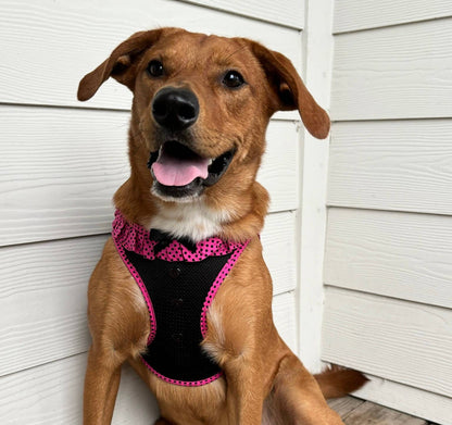 American River Polka Dot Dog Harness - Hot Pink & Black - Doglicious Bakery Bites