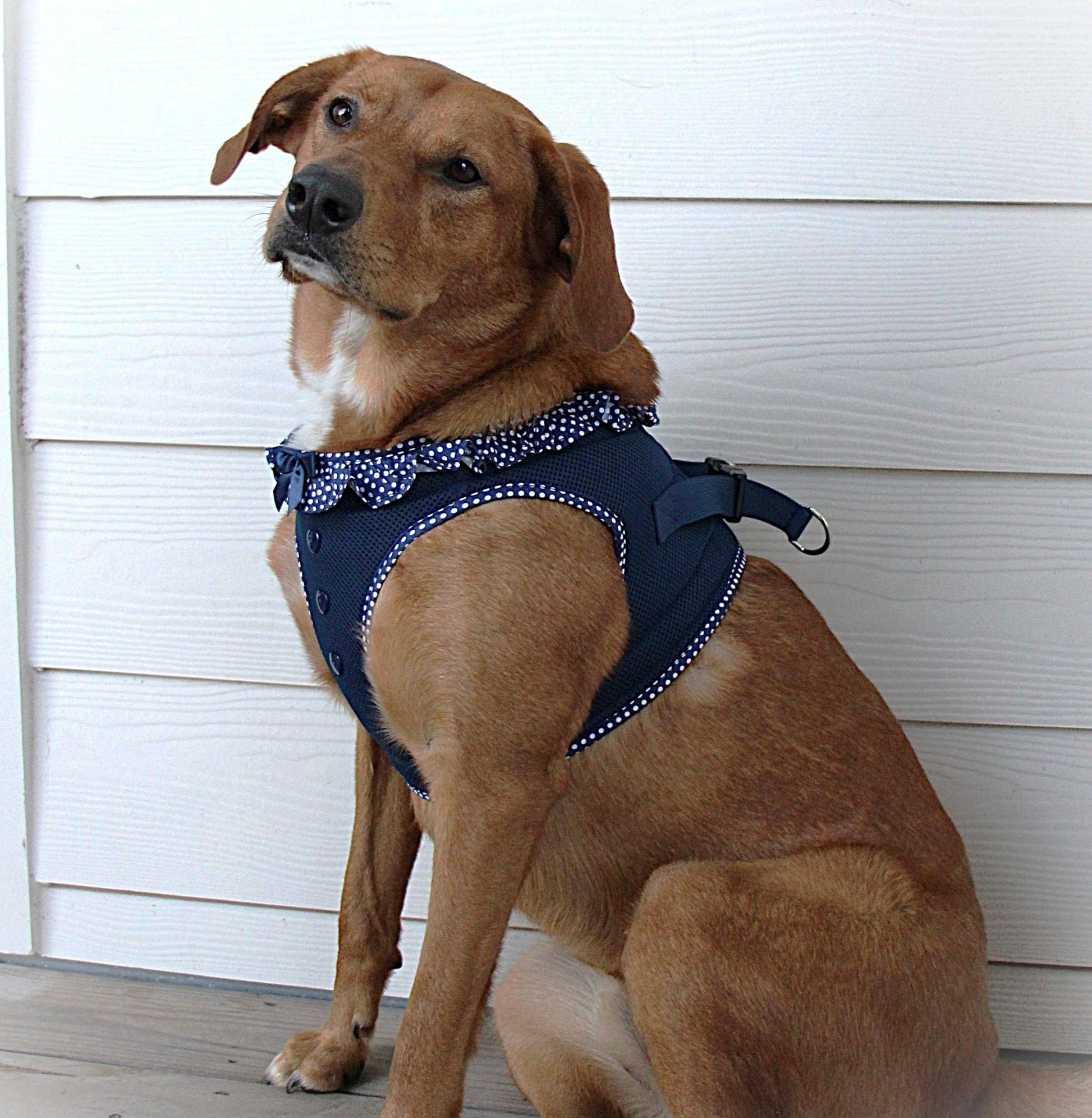 American River Polka Dot Dog Harness - Navy Polka Dot - Doglicious Bakery Bites