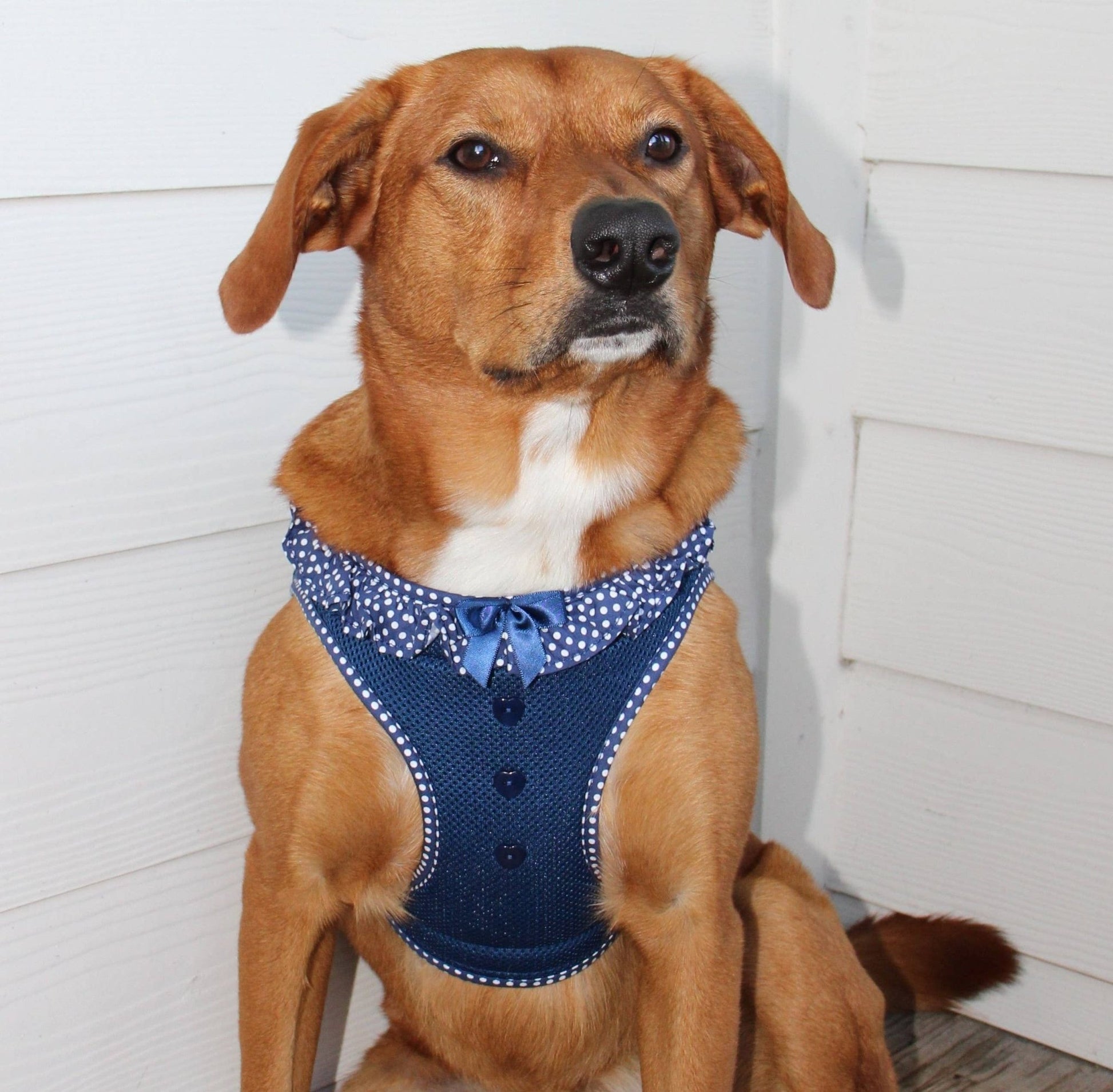 American River Polka Dot Dog Harness - Navy Polka Dot - Doglicious Bakery Bites