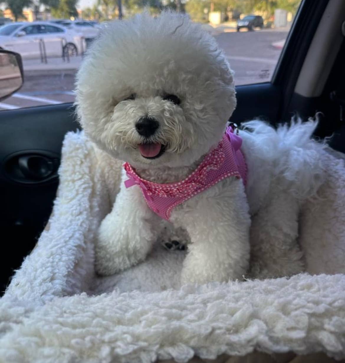 American River Polka Dot Dog Harness - Pink - Doglicious Bakery Bites