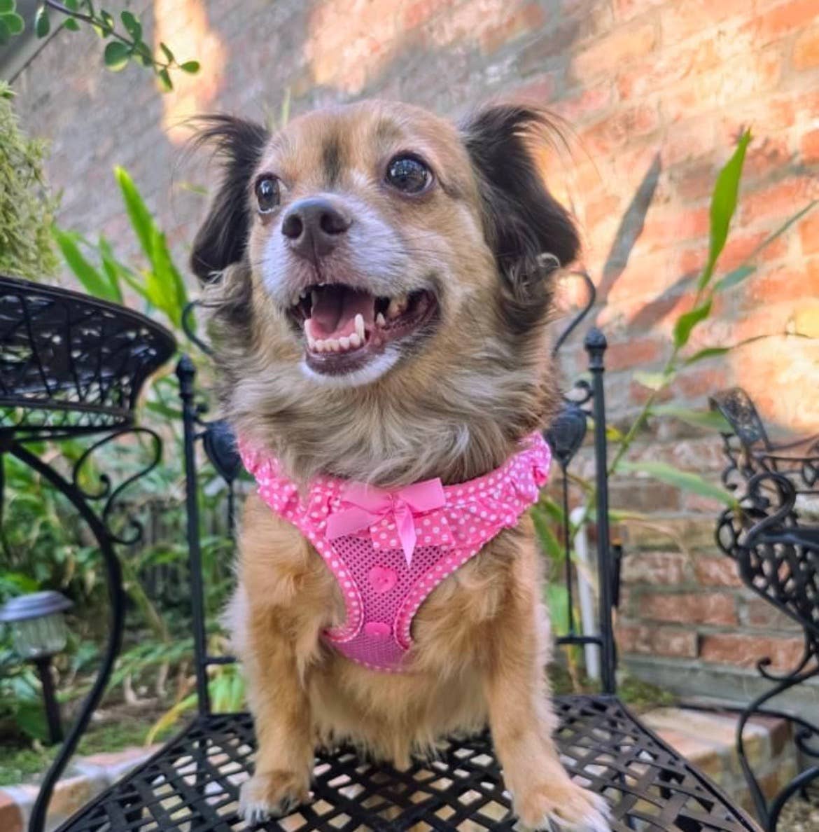 American River Polka Dot Dog Harness - Pink - Doglicious Bakery Bites