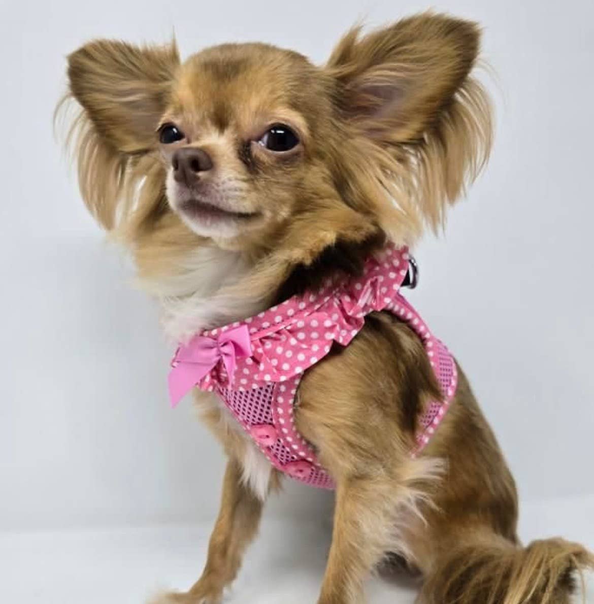 American River Polka Dot Dog Harness - Pink - Doglicious Bakery Bites