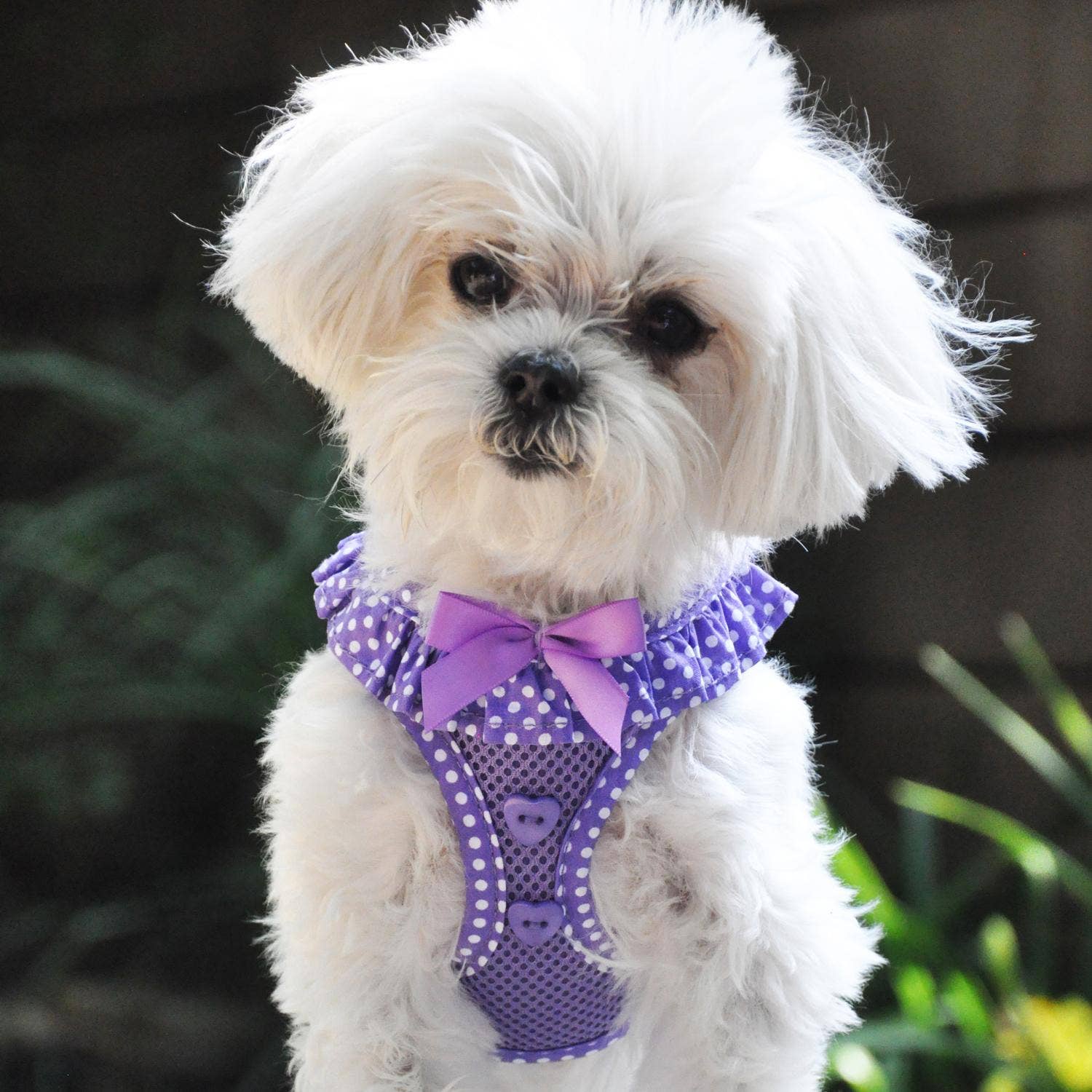 American River Polka Dot Dog Harness - Purple - Doglicious Bakery Bites
