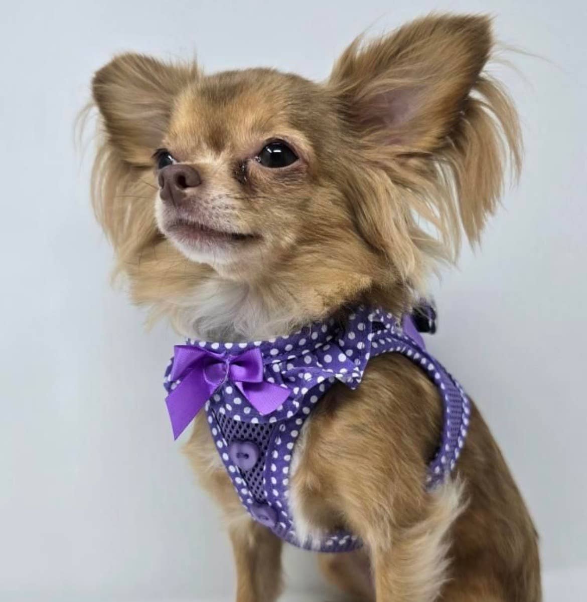 American River Polka Dot Dog Harness - Purple - Doglicious Bakery Bites