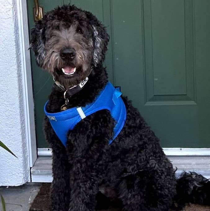 American River Solid Dog Harness - Cobalt Blue - Doglicious Bakery Bites
