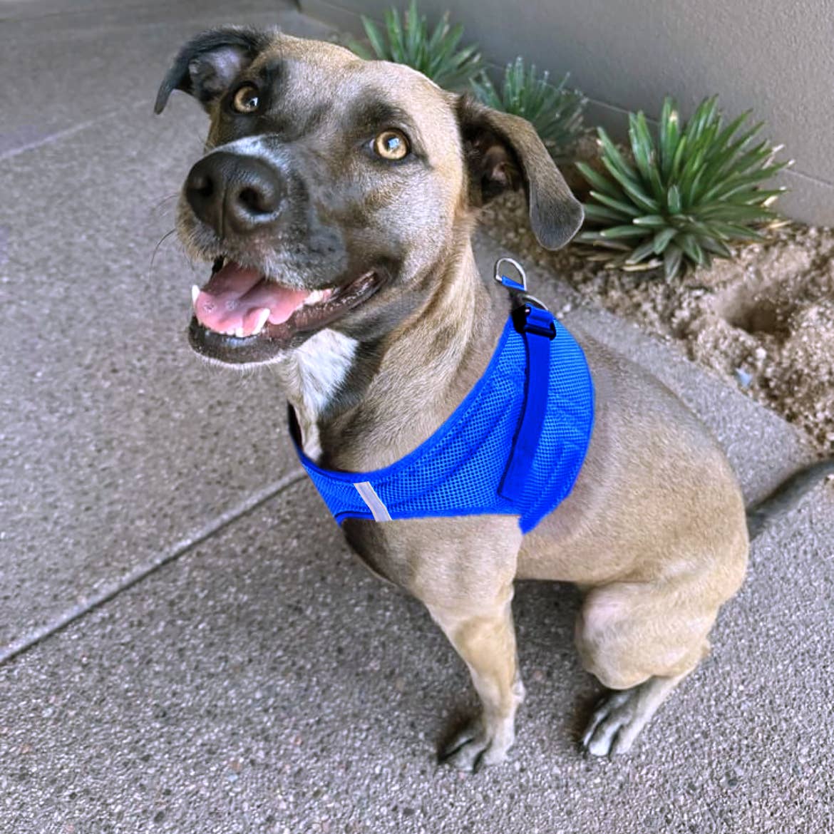 American River Solid Dog Harness - Cobalt Blue - Doglicious Bakery Bites