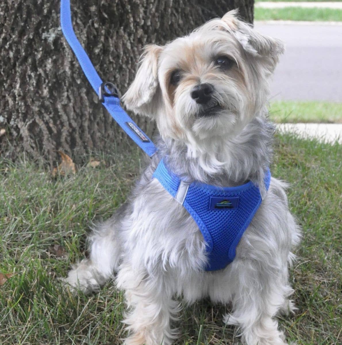 American River Solid Dog Harness - Cobalt Blue - Doglicious Bakery Bites