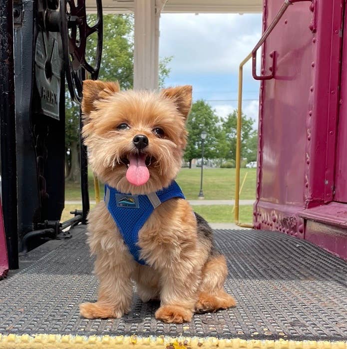 American River Solid Dog Harness - Cobalt Blue - Doglicious Bakery Bites