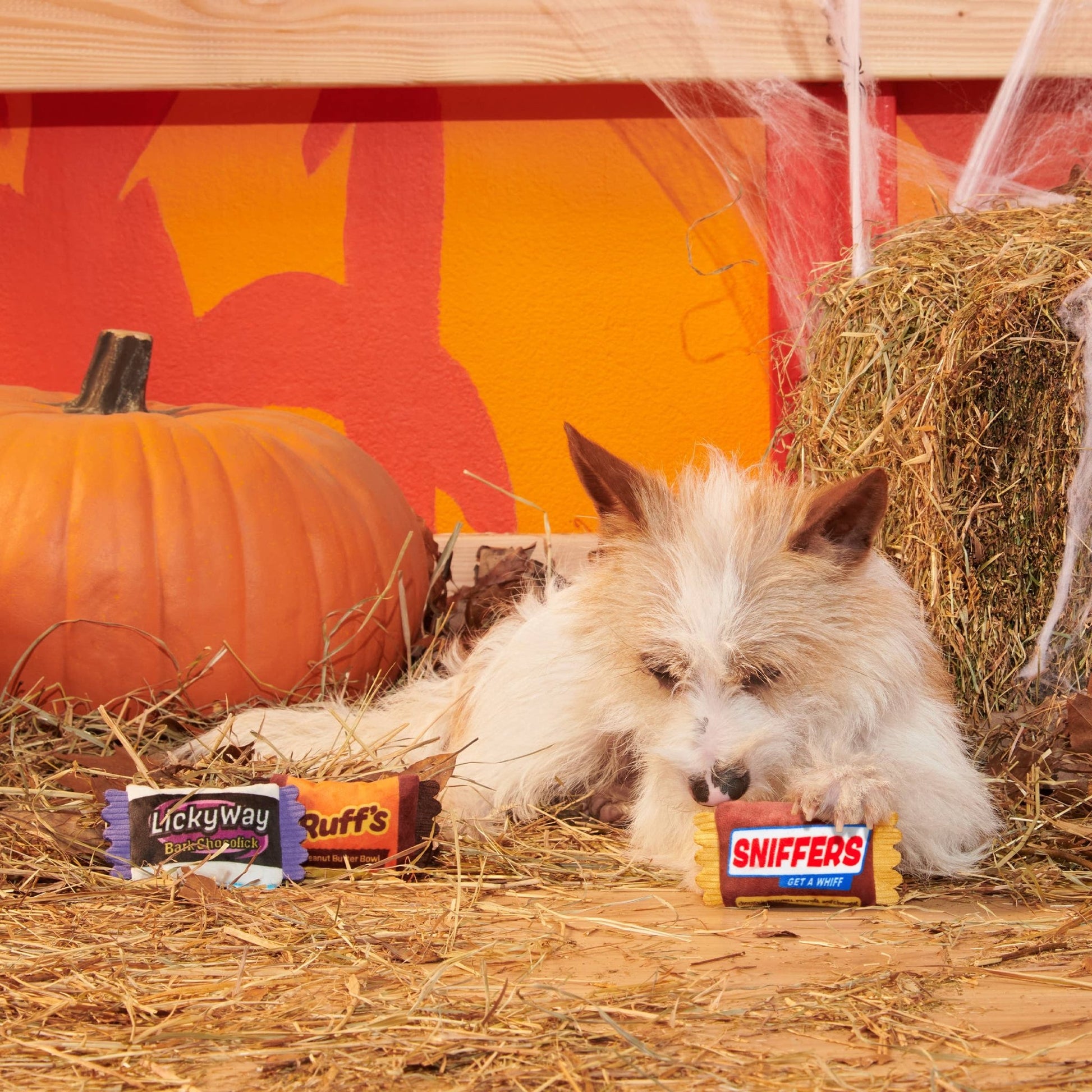 BARK Howl - O - Ween Candy Plush Dog Toy - Doglicious Bakery Bites
