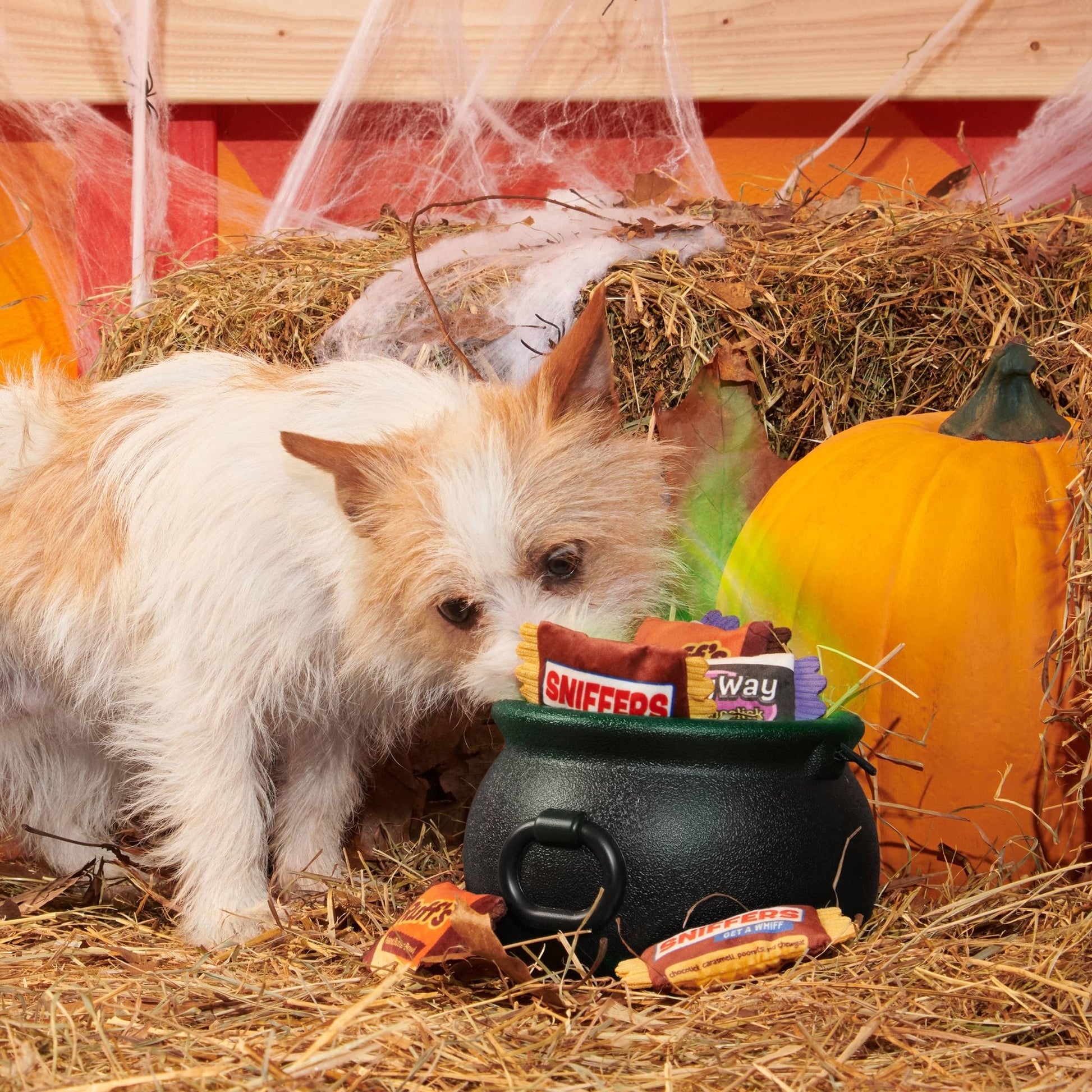 BARK Howl - O - Ween Candy Plush Dog Toy - Doglicious Bakery Bites