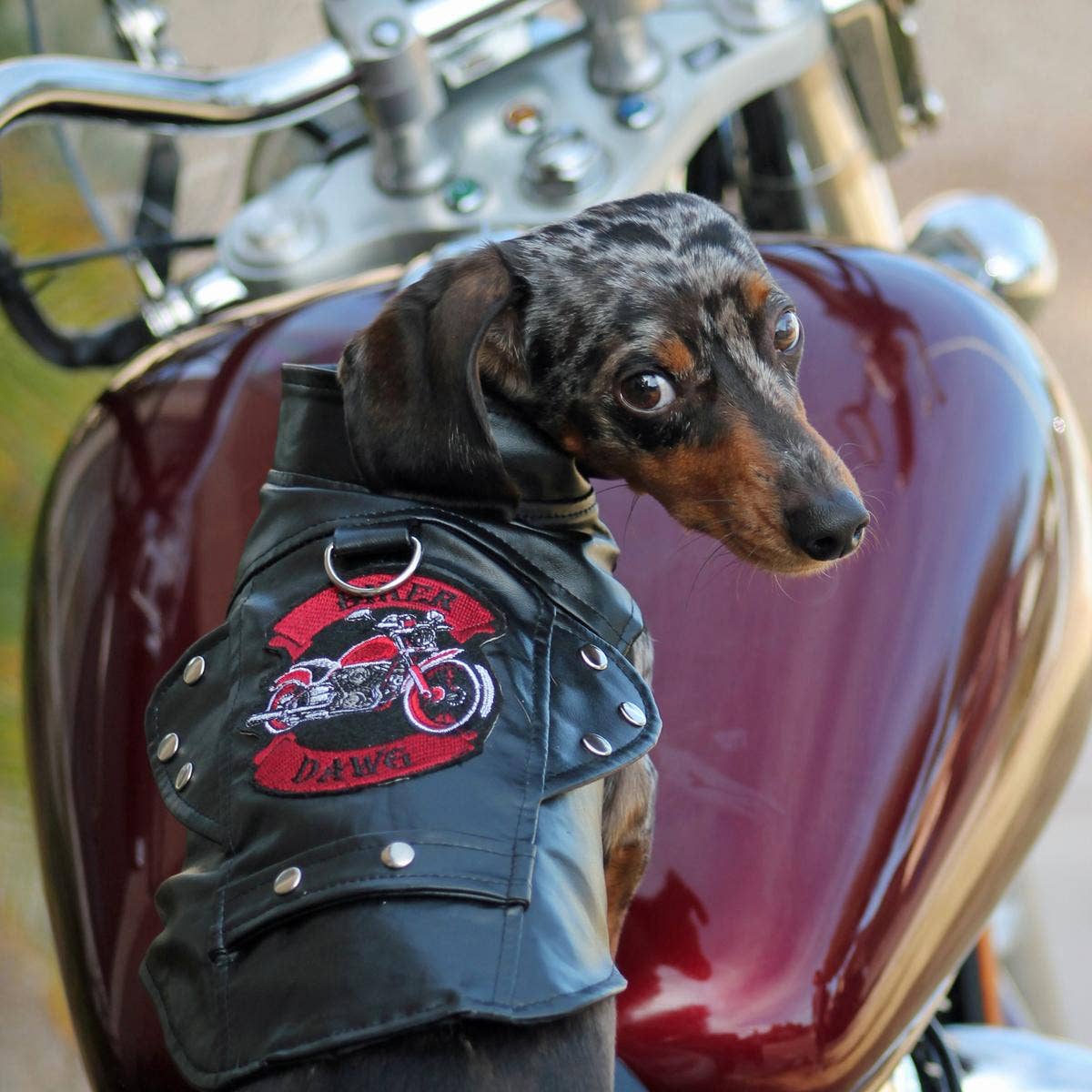 Biker Dawg Motorcycle Dog Jacket - Black - Doglicious Bakery Bites