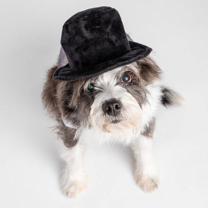 Black Velvet Top Hat Costume - Doglicious Bakery Bites