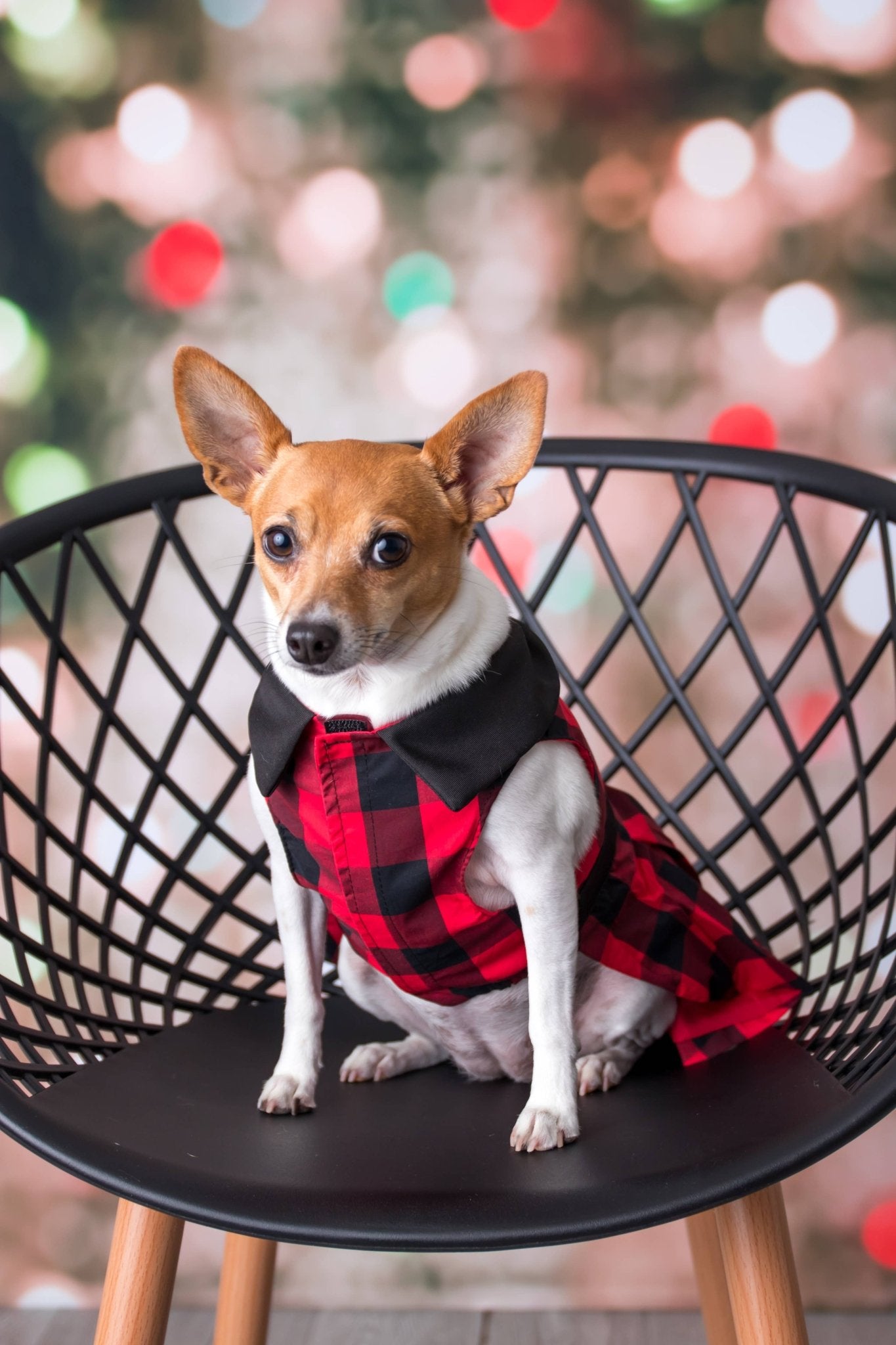 Buffalo Checkered Taffeta Dress – Holiday Dog Dress - Doglicious Bakery Bites