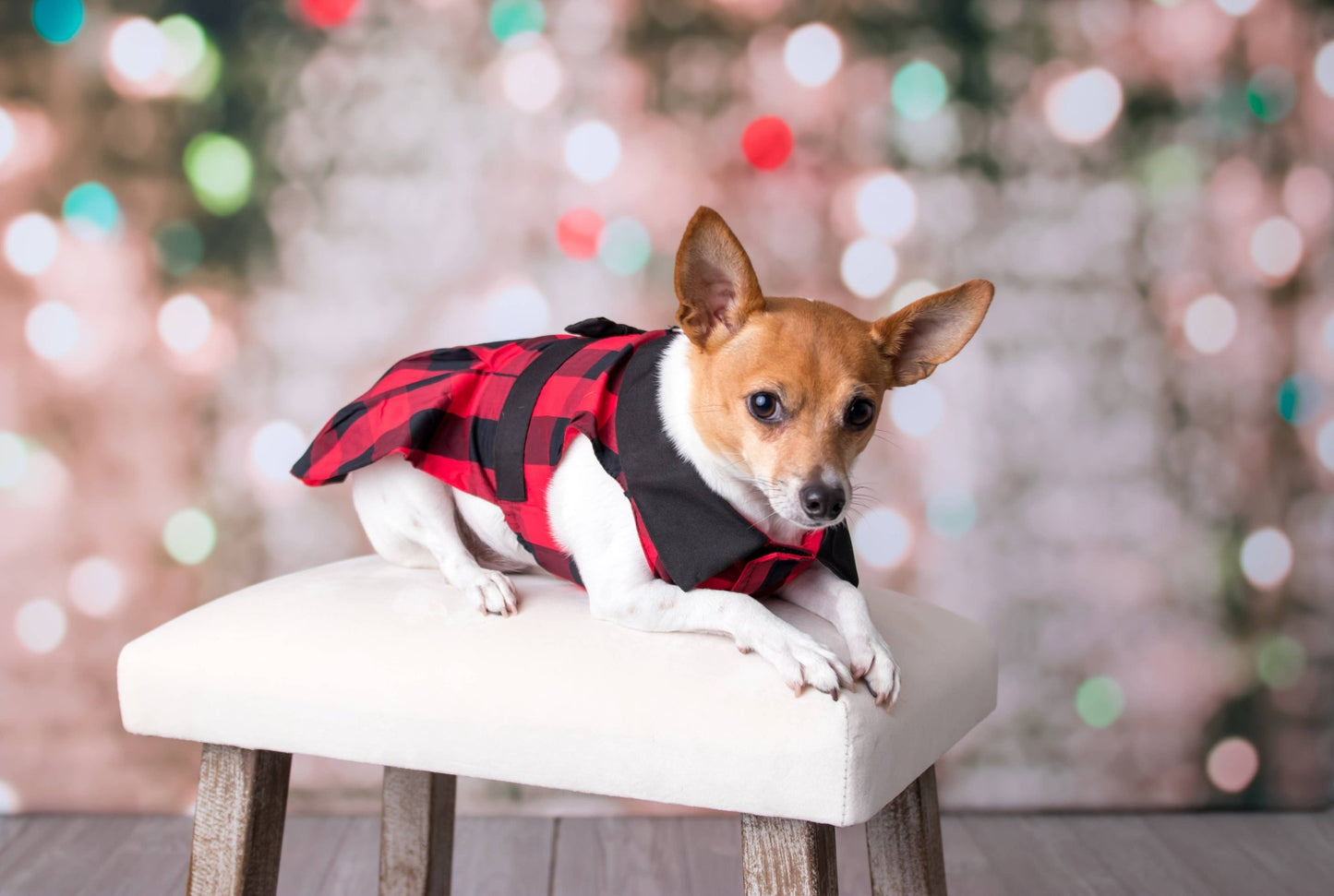 Buffalo Checkered Taffeta Dress – Holiday Dog Dress - Doglicious Bakery Bites