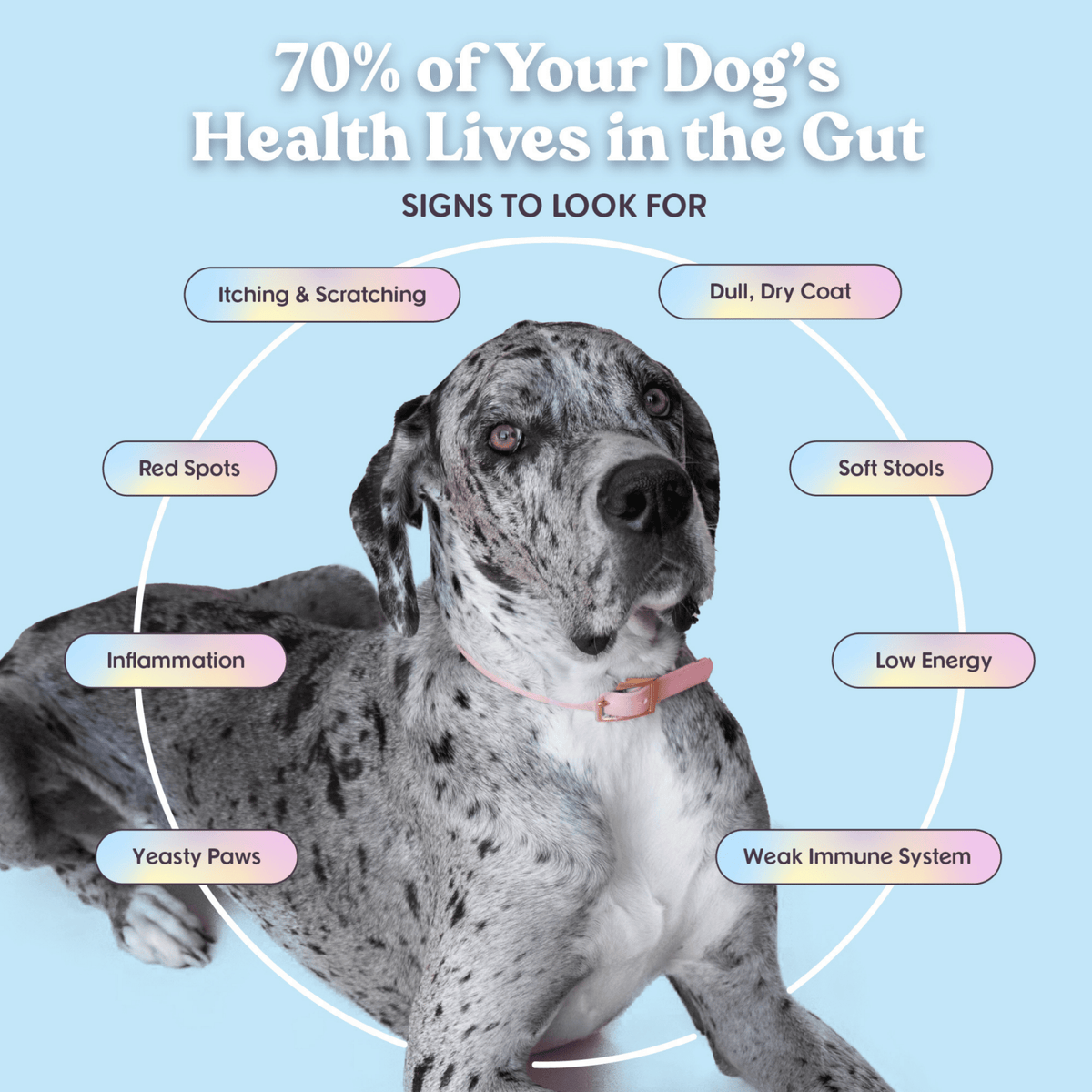 Bundle x Joy - Leash & Load Beef Superfood Jerky Bars for Dogs 16oz - Doglicious Bakery Bites